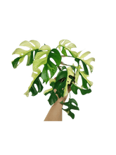 Monstera Minima / Raphidophora Tetrasperma Variegata
